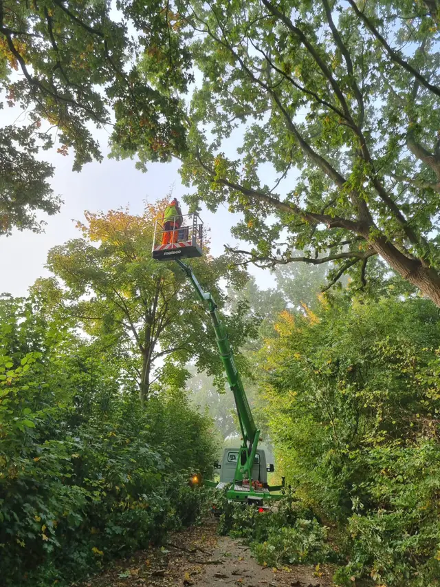 Mitarbeiter im Hubsteiger bei Baumarbeiten in der Baumkrone