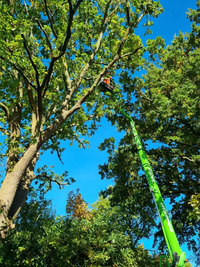 Teleskop-Hubsteiger bei Kronenarbeiten in einer großen Eiche